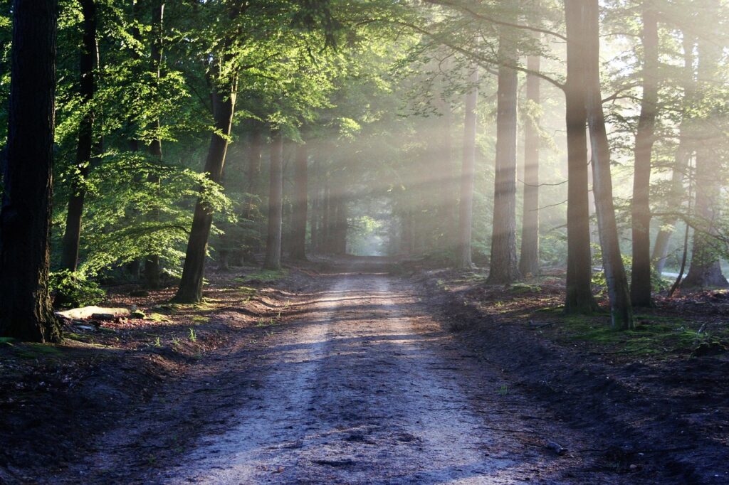 avenue-815297_1280-1024x682 أسعد نفسك بابسط ما لديك
