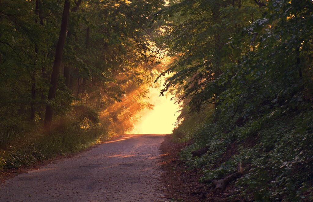 forest-166733_1920-1024x662 الاقتداء بالنبي محمد ﷺ