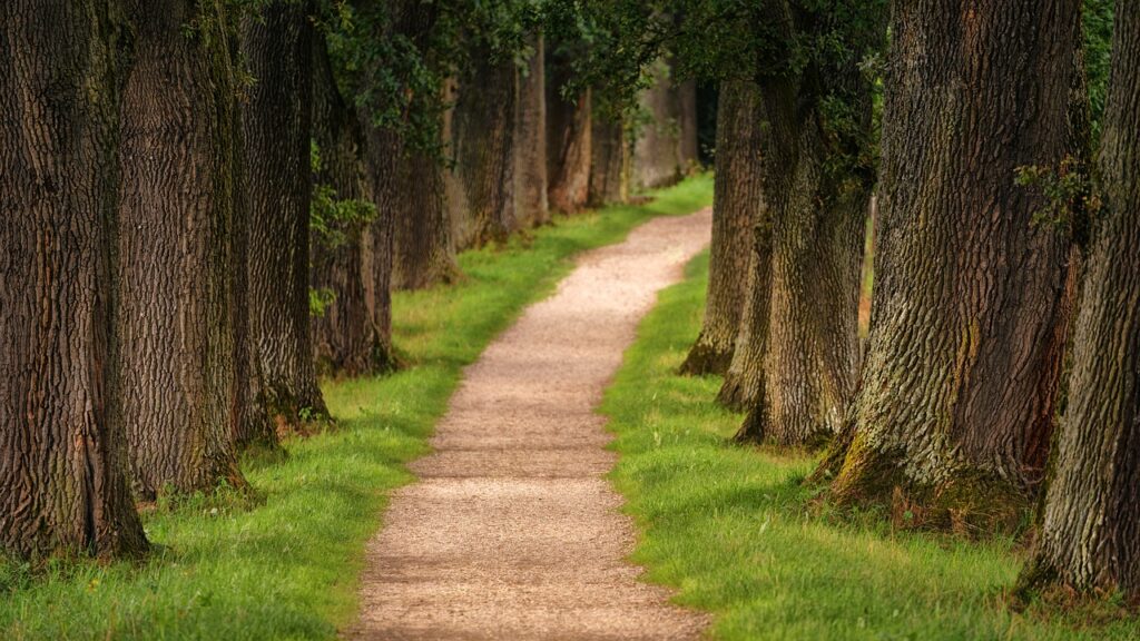 tree-3092026_1280-1024x576 أسعد نفسك بابسط ما لديك