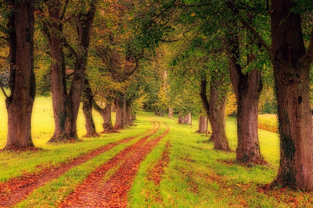 tree-lined-path-3163913_1280-1024x682 أسعد نفسك بابسط ما لديك