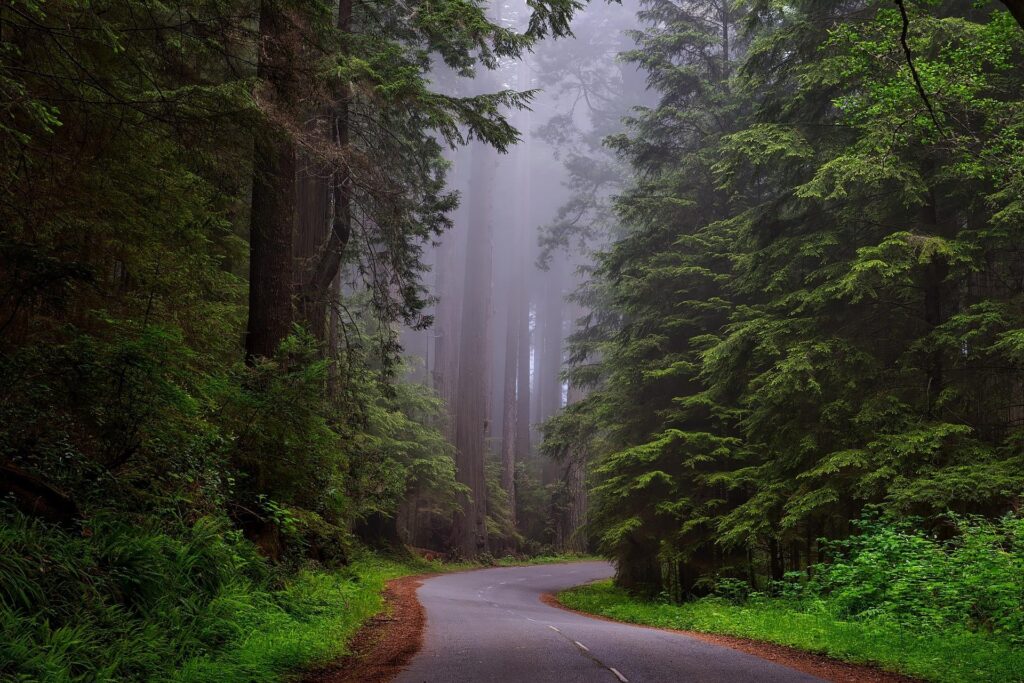 trees-1587301_1920-1024x683 الاقتداء بالنبي محمد ﷺ